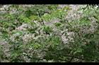 苦楝-花11.jpg