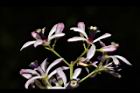 苦楝-花31.JPG