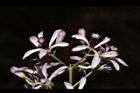 苦楝-花33.JPG