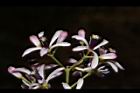 苦楝-花34.JPG