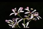 苦楝-花35.JPG
