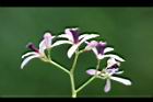 苦楝-花53.JPG