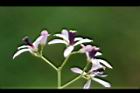苦楝-花55.JPG