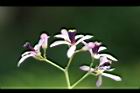 苦楝-花57.JPG