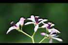 苦楝-花58.JPG
