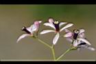 苦楝-花60.JPG