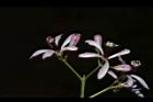 苦楝-花61.JPG