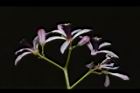 苦楝-花63.JPG