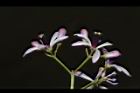 苦楝-花66.JPG