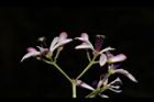 苦楝-花68.JPG