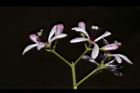 苦楝-花69.JPG