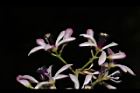 苦楝-花70.JPG
