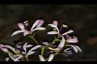 苦楝-花71.JPG
