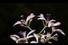 苦楝-花76.JPG