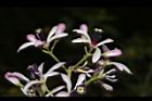 苦楝-花77.JPG
