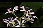 苦楝-花78.JPG