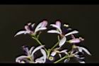 苦楝-花80.JPG
