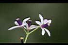 苦楝-花82.jpg