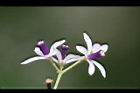 苦楝-花83.jpg