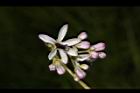 苦楝-花86.JPG