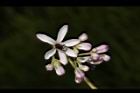 苦楝-花87.JPG