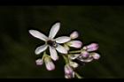 苦楝-花88.JPG