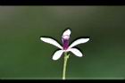 苦楝-花94.jpg