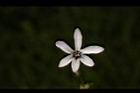 苦楝-花96.JPG
