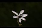 苦楝-花97.JPG
