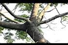 苦楝-莖皮03.jpg