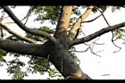 苦楝-莖皮04.jpg