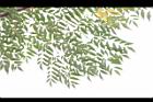 苦楝-葉03.JPG