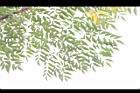 苦楝-葉05.JPG