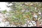 苦楝-黃實06.JPG