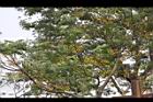 苦楝-黃實07.JPG