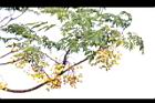 苦楝-黃實16.jpg