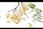 苦楝-黃實18.JPG