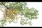 苦楝-黃實33.JPG