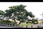 苦楝03.jpg