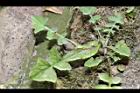 苦滇菜-幼株13.JPG