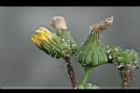 苦滇菜-花序06.jpg