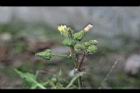 苦滇菜-花序07.jpg