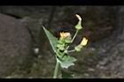 苦滇菜-花苞00.JPG