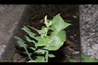 苦滇菜-花苞04.JPG