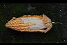苦瓜-熟瓜00.jpg