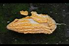 苦瓜-熟瓜02.jpg