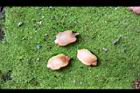苦瓜-種子06.jpg