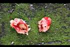 苦瓜-種瓤8.jpg