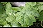 苦瓜-葉00.jpg