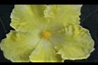 苦瓜-雄花07.jpg